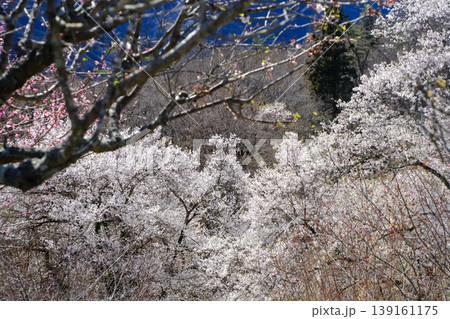 山一面に咲き誇る満開の桜と春の山里風景 139161175