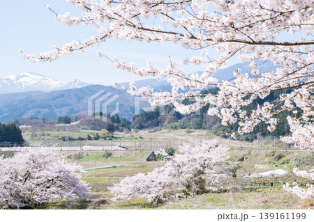 【山形新幹線】満開の桜と吾妻連峰を背に走行する特急つばさ 139161199