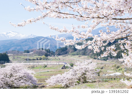 【山形新幹線】満開の桜と吾妻連峰を背に走行する特急つばさ 【山形新幹線】満開の桜と吾妻連峰を背に走行する特急つばさ 139161202