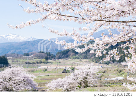 【山形新幹線】満開の桜と吾妻連峰を背に走行する特急つばさ 139161203