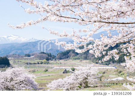 【山形新幹線】満開の桜と吾妻連峰を背に走行する特急つばさ 【山形新幹線】満開の桜と吾妻連峰を背に走行する特急つばさ 139161206