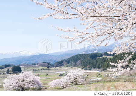 【山形新幹線】満開の桜と吾妻連峰を背に走行する特急つばさ 【山形新幹線】満開の桜と吾妻連峰を背に走行する特急つばさ 139161207