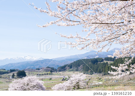 【山形新幹線】満開の桜と吾妻連峰を背に走行する特急つばさ 139161210