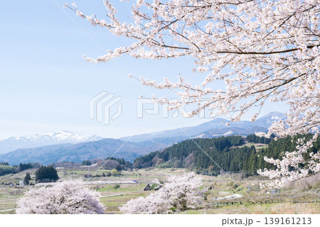 【山形新幹線】満開の桜と吾妻連峰を背に走行する特急つばさ 139161213