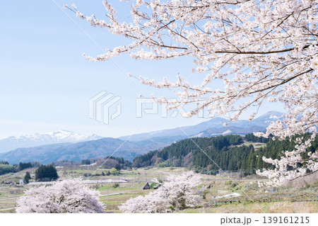【山形新幹線】満開の桜と吾妻連峰を背に走行する特急つばさ 139161215