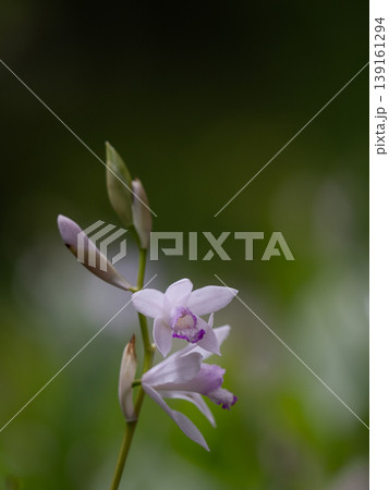 美しい白花紫蘭が初夏の花壇に咲く 139161294
