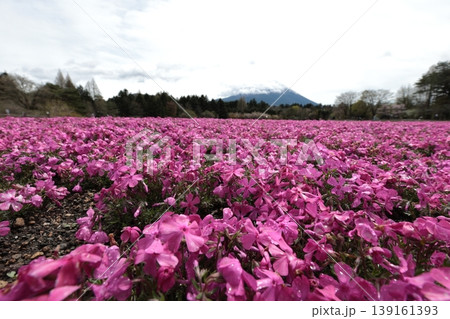一面に咲くピンクの芝桜 139161393