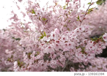 ヤマザクラの花が咲いています ヤマザクラの花が咲いています 139161394