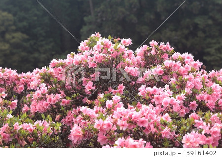 ピンク色の美しいツツジの花 ピンク色の美しいツツジの花 139161402