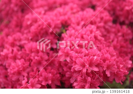つつじの花が満開になって咲いています つつじの花が満開になって咲いています 139161418