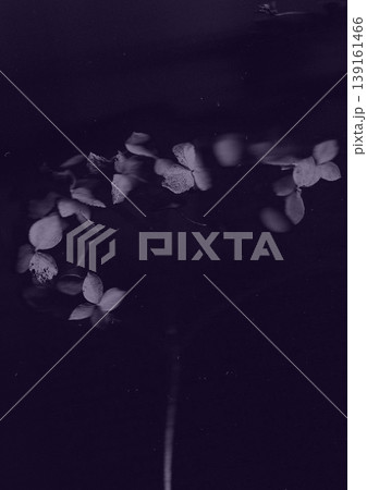 Moody dark botanical photography of delicate hydrangea flowers in deep purple tones, a grainy film texture, minimalist composition for mysterious flor Moody dark botanical photography of delicate hydrangea flowers in deep purple tones, a grainy film texture, minimalist composition for mysterious flor 139161466