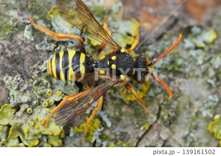 Dorsal closeup on a red-eyed female Goodens nomad bee, Nomada goodeniana , a parasite on Andrena nitida mining bee 139161502