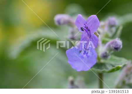 Vibrant Purple Catswort Bloom, Nepeta cataria Macro Shot with Soft Green Background Delicate Petals and Natural Light Detail 139161513