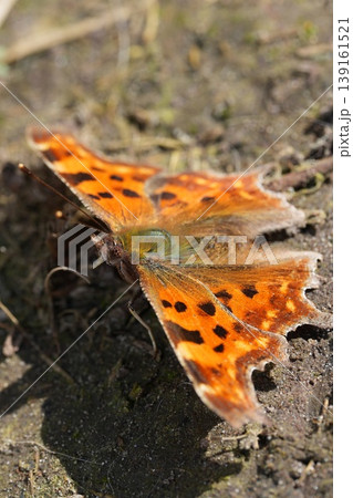 Closeup on a vibrant orange colored Comma butterfly, Polygonia c-album with spread wings in the garden Closeup on a vibrant orange colored Comma butterfly, Polygonia c-album with spread wings in the garden 139161521