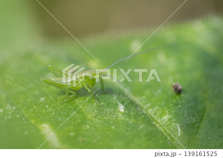 Closeup on a very small nymph great green bush-cricket,Tettigonia viridissima 139161525