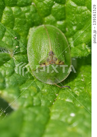 Closeup on a vibrant green tortoise beetle , Cassida viridis hiding in the vegetation 139161529