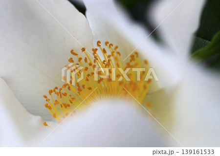 庭に咲いたナニワイバラの白い花 139161533