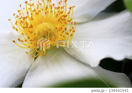 庭に咲いたナニワイバラの白い花 139161541