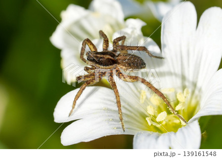 Closeup on a colorful brown Wolf spider, Pardosa species on a white garden star-of-Bethlehem flower Closeup on a colorful brown Wolf spider, Pardosa species on a white garden star-of-Bethlehem flower 139161548