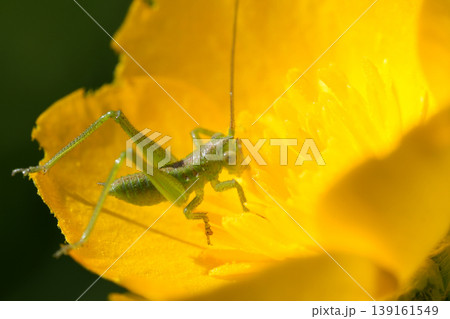Closeup on a small nymph of the great green bush-cricket, Tettigonia viridissima in a yellow buttercup flower Closeup on a small nymph of the great green bush-cricket, Tettigonia viridissima in a yellow buttercup flower 139161549