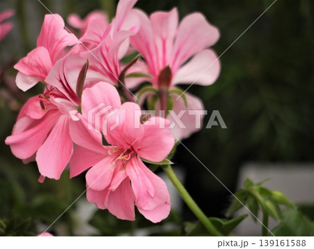 アイビーゼラニウムのピンクの花 アイビーゼラニウムのピンクの花 139161588