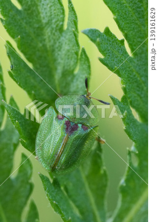 Closeup on a small vibrant green tortoise beetle, Cassida stigmatica on a green Tansy leaf in a meadow Closeup on a small vibrant green tortoise beetle, Cassida stigmatica on a green Tansy leaf in a meadow 139161629