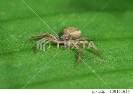 Closeup on a small brown crab spider, Philodromus on a green leaf in the garden Closeup on a small brown crab spider, Philodromus on a green leaf in the garden 139161636