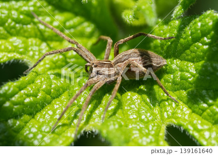 Closeup on a Nursery web spider Pisaura mirabilis resting on a green leaf in the garden Closeup on a Nursery web spider Pisaura mirabilis resting on a green leaf in the garden 139161640