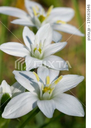 Closeup on the vibrant white flower of the garden star-of-Bethlehem wildflower, Ornithogalum umbellatum Closeup on the vibrant white flower of the garden star-of-Bethlehem wildflower, Ornithogalum umbellatum 139161646