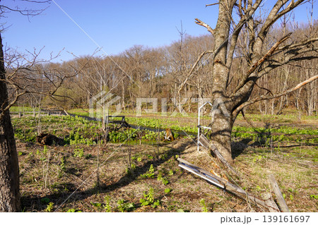 ラワンブキ鑑賞ほ場の春(足寄町 ラワンブキ鑑賞ほ場の春(足寄町 139161697