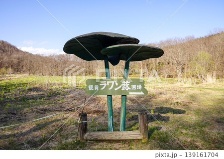 ラワンブキ鑑賞ほ場の春(足寄町 ラワンブキ鑑賞ほ場の春(足寄町 139161704