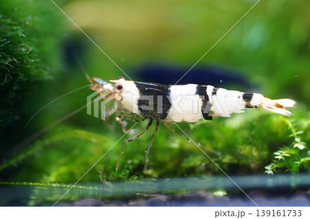 Crystal Black Shrimp in Aquarium Tank Macro Shot Crystal Black Shrimp in Aquarium Tank Macro Shot 139161733