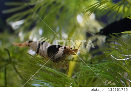 Crystal Black Shrimp in Aquarium Setting Underwater Scene 139161736