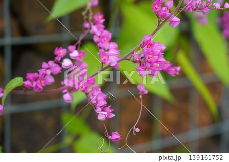 Coral Vine Flowers and Bee Nature Photography Coral Vine Flowers and Bee Nature Photography 139161752
