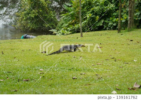 Water Monitor Lizard Roaming on Green Grass 139161762
