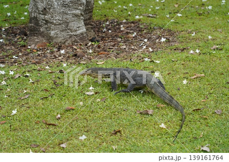 Monitor Lizard in a Grassy Field Nature Photography Monitor Lizard in a Grassy Field Nature Photography 139161764