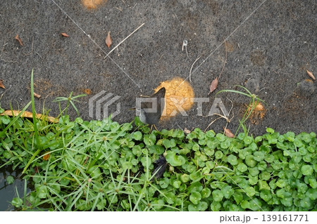 Moorhen Bird Amidst Lush Greenery 139161771