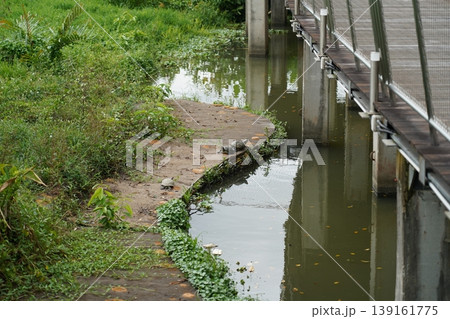 Turtles Resting Beside the Water Under a Bridge Turtles Resting Beside the Water Under a Bridge 139161775