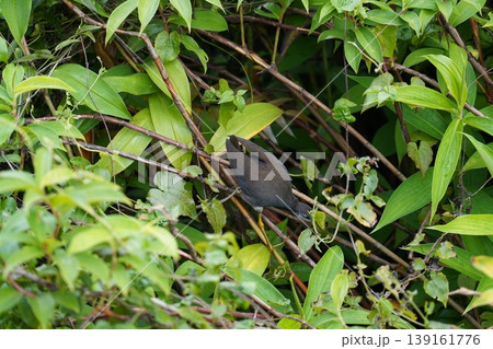 Dusky Moorhen Amidst Lush Green Foliage 139161776