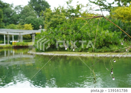 Glistening Pond and Thalia Dealbata Water Flowers 139161786