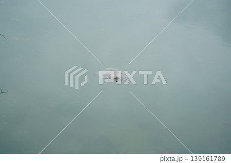 Turtle Swimming in Murky Water in Natural Setting Turtle Swimming in Murky Water in Natural Setting 139161789