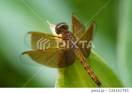 Amber Winged Dragonfly Close Up on Green Leaf Amber Winged Dragonfly Close Up on Green Leaf 139161793