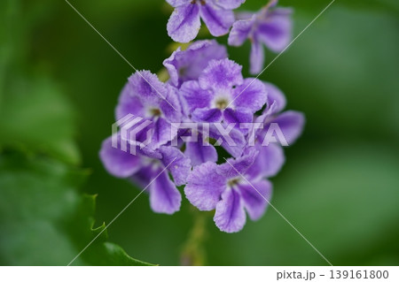 Golden Dewdrop Flowers Purple Blooms Garden Beauty Close Up Golden Dewdrop Flowers Purple Blooms Garden Beauty Close Up 139161800