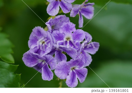 Golden Dewdrop Flowers Delicate Purple Blossoms Golden Dewdrop Flowers Delicate Purple Blossoms 139161801