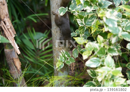 Squirrel on a Tree Trunk in a Lush Garden Squirrel on a Tree Trunk in a Lush Garden 139161802