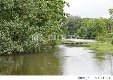 Scenic River View with Lush Green Tropical Trees Scenic River View with Lush Green Tropical Trees 139161803