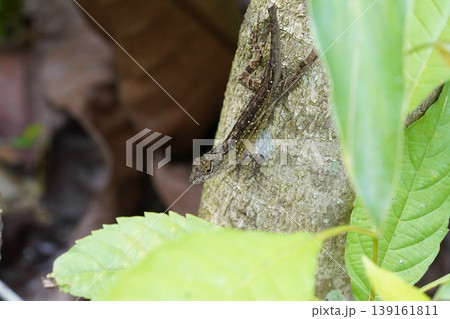 Anolis Cristatellus Lizard on a Tree Trunk Close Up 139161811
