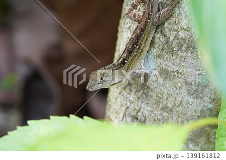 Anolis Sagrei Cuban Brown Anole Lizard on a Tree Anolis Sagrei Cuban Brown Anole Lizard on a Tree 139161812