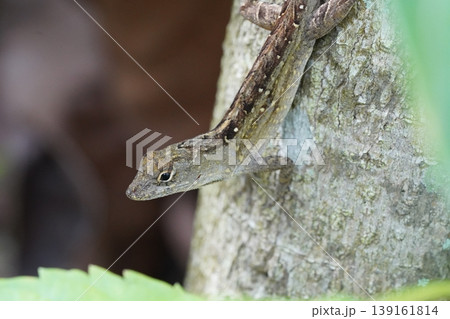 Anolis Sagrei Brown Anole Lizard Close Up on a Tree Anolis Sagrei Brown Anole Lizard Close Up on a Tree 139161814