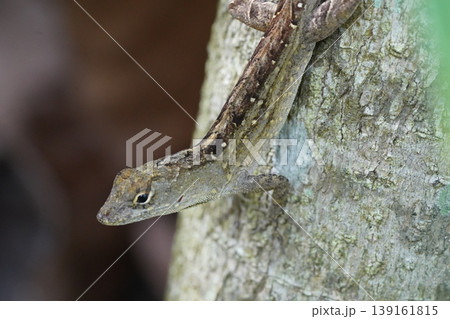 Brown Anole Lizard on Tree Bark Wildlife Photography 139161815